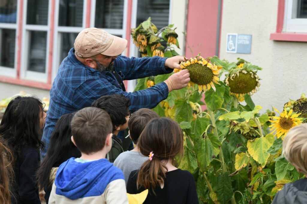 adult pointing out parts of a sunflower growing in a garden to a group of San Diego Cooperative Charter School students