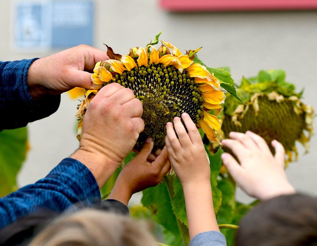 Tuition-free San Diego Cooperative Charter School students hands reach up to touch a sunflower.