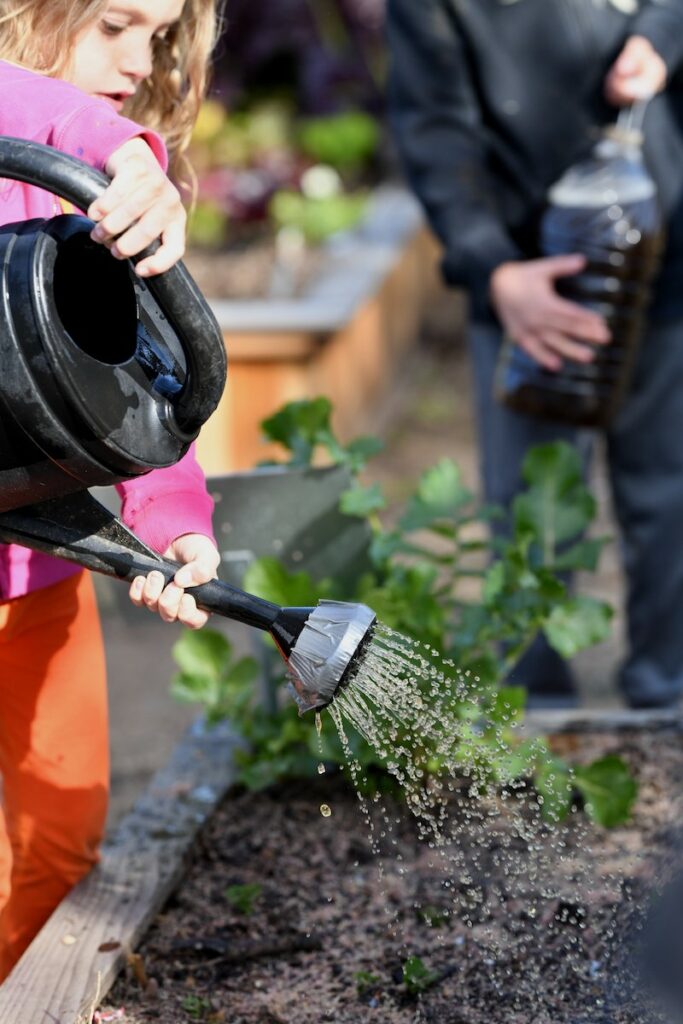 Student at San Diego Cooperative Charter School pouring water from a watering can onto a plant.