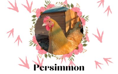 Introducing One of SDCCS’ Most Popular Science Teachers: Persimmon!